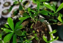 栀子花叶子冬天发黄干枯掉叶子的原因及解决方法（栀子花叶子冬天发黄干枯掉叶子的原因分析与护理技巧）