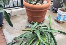 火龙果的种植与养护（从选种到收获，轻松打造盛产火龙果的秘诀）