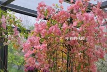 三角梅刚开花如何施肥？（保证三角梅健康生长的有效肥料与施肥方法）