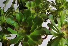 法师如何培养更多的叶片层数？（掌握技巧，让你的法师成为叶片层数之王！）
