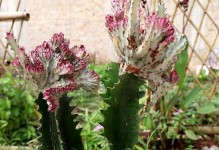 秋天如何养护龙骨花（-龙骨花秋季护理指南）