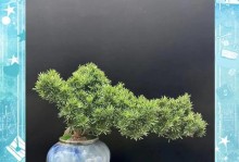 罗汉松在客厅的摆放位置及注意事项（客厅适合放罗汉松的原因和摆放位置，注意事项）
