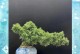 罗汉松在客厅的摆放位置及注意事项（客厅适合放罗汉松的原因和摆放位置，注意事项）