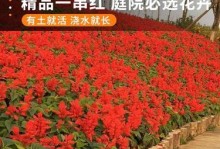 从一串红花种子开始的奇妙旅程（探寻红花种子在成长过程中的奥秘）