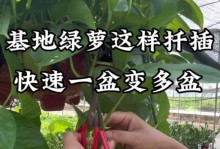 绿萝扦插生根的时间及技巧（以扦插绿萝多少天能够成功生根？掌握这些关键技巧！）