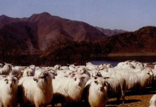 辽宁农业——丰收的乐章（盛产大豆、玉米、苹果等多种农作物，助力辽宁农业高质量发展）