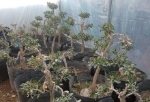 DIY手工制作树盆的简易方法（打造独特的家居装饰品，让你的植物更出众）