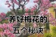 梅花盆景的种植方法（打造精美盆景的关键技巧）