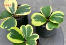 室内花草盆景养护指南（打造室内绿色天地，享受花草盆景带来的美好）