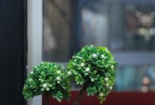 冬日养护清香木，如何保持香气持久？（以冬季为契机，让清香木焕发生机）
