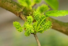 桑葚开花的过程及特征（探究桑葚花期、花色与果实生长的关系）