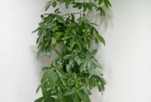 步步高树的最佳种植场所（让你的步步高树生长得更好）