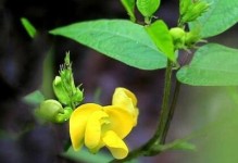 明月草开花的秘密（探究明月草开花的生物学原理和美丽的花朵）