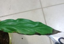 火鹤花叶子发黄的原因及解决办法（火鹤花叶子发黄，是养护不当引起的，正确措施可恢复生机）