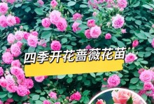 蔷薇花的养殖技巧与注意事项（打造迷人的蔷薇花园，享受花海的浪漫氛围）