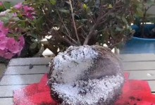 室内养花遇到小飞虫，如何应对？（掌握关键方法，轻松驱赶花坛小飞虫）