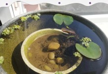 睡莲种子发芽的时间和方法（繁殖睡莲需要注意的事项和技巧）