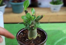 玫瑰花的养护与管理（多久更换花盆是最佳时机）