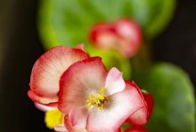 海棠花，木本植物的代表之一（了解海棠花的生长习性和种植技巧）