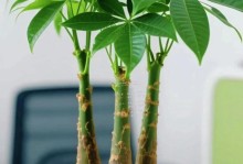 盆栽发财树的养护与繁殖技巧（用发财树为盆栽，让财富滋长于生活）
