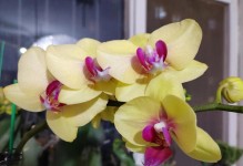 蝴蝶兰开花全攻略（多久开花一次？怎么养能让它长时间开花？）