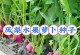 菠萝种子的来源与生长过程（了解菠萝种子的生命奥秘）