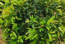 室内山竹树养护全攻略（打造美丽绿意家居，）
