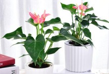 红掌——最适合放在卧室的植物（为你带来健康舒适的睡眠环境）