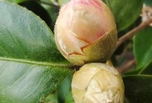 茶花种子发芽时间（了解发芽周期，科学种植茶花）