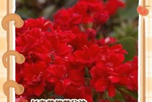 花卉缺光照的解决方法（如何为花卉提供足够的光照来促进生长）
