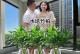 毛竹子盆栽养殖全攻略（学会养殖毛竹子盆栽的关键技巧与方法）