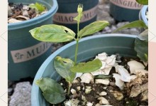 茉莉花怎样避免枯黄问题（茉莉花枯黄原因分析与种植技巧）