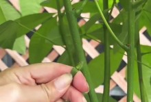 以小发才树怎么养？（掌握养护技巧，让小发才树健康茁壮）