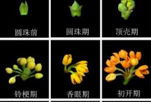 探秘桂花开花期（什么时候才是最美的桂花季？）