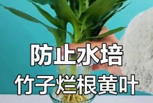 如何应对观音竹长黄叶子的问题（观音竹叶子黄了怎么办？一起来解决！）