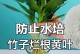 如何应对观音竹长黄叶子的问题（观音竹叶子黄了怎么办？一起来解决！）