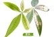 如何挽救发财掉叶子的植物？