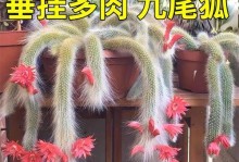 绿植佛珠——室内甲醛清除专家（佛珠养生、净化空气两不误）