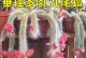 绿植佛珠——室内甲醛清除专家（佛珠养生、净化空气两不误）
