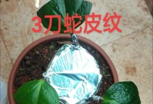 山茶花种子发芽的时间有多久（探究山茶花种子发芽的因素和影响因素）