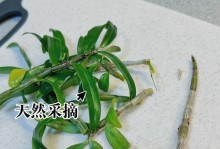 以剪下的石斛如何进行扦插繁殖（简单易行的方法以及关键要点）