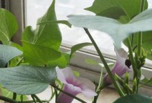 红薯开花的奇妙世界（开花的颜色、样子和意义）