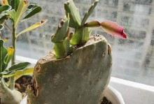 蟹爪兰变干的原因及护理方法（探寻蟹爪兰干燥现象，科学养护保持植物健康）
