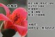 雄伟高大的木棉花树（探索木棉花树的魅力与摘取之道）