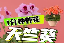 天竺葵秋冬养护指南（打造秋冬季节下的鲜花盛宴）