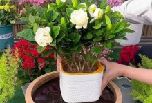 栀子花秋季开花后的养护指南（打造绚丽秋日花海，）