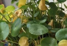 如何处理卷叶的植物问题（解决植物叶子卷曲的有效方法）