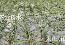 大蒜为什么会发黄（探寻大蒜发黄的原因和解决方法）