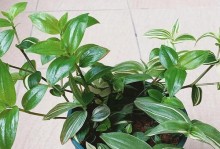 吊兰怎样越长越白（探秘吊兰变白的奥秘）