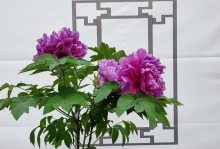 牡丹花的移栽与养护指南（保证良好生长的关键措施及注意事项）